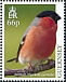 Eurasian Bullfinch Pyrrhula pyrrhula