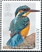 Common Kingfisher Alcedo atthis