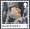 House Sparrow Passer domesticus  2021 Bird definitives 