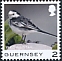 White Wagtail Motacilla alba  2021 Bird definitives 