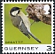 Great Tit Parus major  2021 Bird definitives 