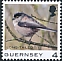 Long-tailed Tit Aegithalos caudatus  2021 Bird definitives 