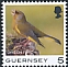 European Greenfinch Chloris chloris  2021 Bird definitives 