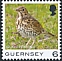 Song Thrush Turdus philomelos  2021 Bird definitives 