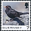 Common Blackbird Turdus merula  2021 Bird definitives 