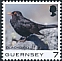 Common Blackbird Turdus merula