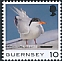 Common Tern Sterna hirundo  2021 Bird definitives 