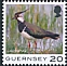 Northern Lapwing Vanellus vanellus  2021 Bird definitives 