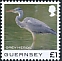 Grey Heron Ardea cinerea