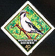 Great Grey Shrike Lanius excubitor  1971 Birds 