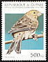 Atlantic Canary Serinus canaria  1995 Birds 