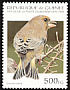 European Greenfinch Chloris chloris  1995 Birds 