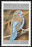 Red-cheeked Cordon-bleu Uraeginthus bengalus  1996 Birds 