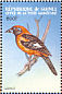 Orange-backed Troupial Icterus croconotus  1999 Passerine birds of the world Sheet