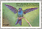 Blue-headed Hummingbird Riccordia bicolor  1999 Hummingbirds Sheet