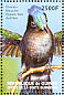 Antillean Crested Hummingbird Orthorhyncus cristatus  1999 Hummingbirds  MS MS