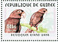 Greater Vasa Parrot Coracopsis vasa  2001 Parrots Sheet with surrounds