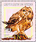 Short-eared Owl Asio flammeus