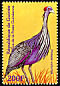 Vulturine Guineafowl Acryllium vulturinum  2001 Philanippon 01 