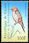Lesser Striped Swallow Cecropis abyssinica  2001 Philanippon 01 