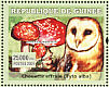 Western Barn Owl Tyto alba  2007 Owls and fungi  MS
