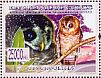 African Wood Owl Strix woodfordii  2009 Owls  MS