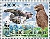 Martial Eagle Polemaetus bellicosus  2013 WWF  MS
