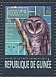 Greater Sooty Owl Tyto tenebricosa  2013 Owls  MS