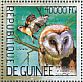 Western Barn Owl Tyto alba  2014 Owls  MS