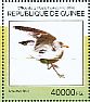 European Herring Gull Larus argentatus  2014 Waterbirds  MS