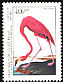 American Flamingo Phoenicopterus ruber  1985 Audubon 