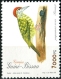 Cardinal Woodpecker Dendropicos fuscescens
