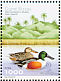 Northern Shoveler Spatula clypeata  2001 Water birds Sheet