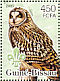 Short-eared Owl Asio flammeus