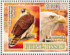 Bald Eagle Haliaeetus leucocephalus  2007 Birds  MS