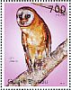 Ashy-faced Owl Tyto glaucops