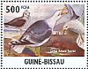 Lesser Black-backed Gull Larus fuscus  2011 Terns and gulls Sheet