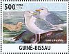 Iceland Gull Larus glaucoides