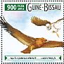 Steppe Eagle Aquila nipalensis
