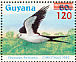 Swallow-tailed Kite Elanoides forficatus  1986 Christmas Sheet
