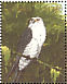 Swallow-tailed Kite Elanoides forficatus  1990 Tropical birds of Guyana Sheet