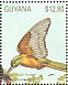 Rufous-tailed Jacamar Galbula ruficauda  1990 Tropical birds of Guyana Sheet