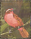 Rosy Thrush-tanager Rhodinocichla rosea  1990 Tropical birds of Guyana Sheet