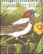 Bearded Bellbird Procnias averano  1990 Tropical birds of Guyana Sheet