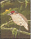 White-barred Piculet Picumnus cirratus  1990 Tropical birds of Guyana Sheet