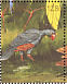 Razor-billed Curassow Mitu tuberosum  1990 Tropical birds of Guyana Sheet