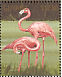 American Flamingo Phoenicopterus ruber  1990 Tropical birds of Guyana Sheet