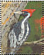 Ivory-billed Woodpecker Campephilus principalis  1990 Rare and endangered birds of South America Sheet