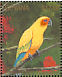 Sun Parakeet  Aratinga solstitialis