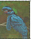 Amazonian Umbrellabird Cephalopterus ornatus  1990 Rare and endangered birds of South America Sheet